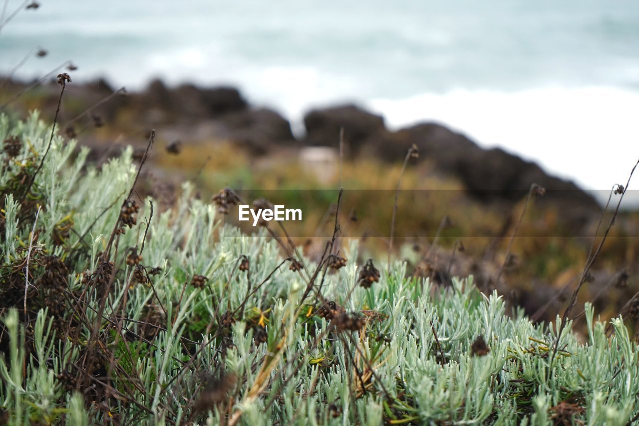 grass, nature, plant, land, natural environment, flower, no people, beauty in nature, sea, focus on foreground, water, sky, day, environment, tranquility, beach, growth, outdoors, meadow, coast, green, cloud, scenics - nature, landscape, prairie, leaf, selective focus, grassland, wildlife, non-urban scene, tranquil scene, field, wildflower