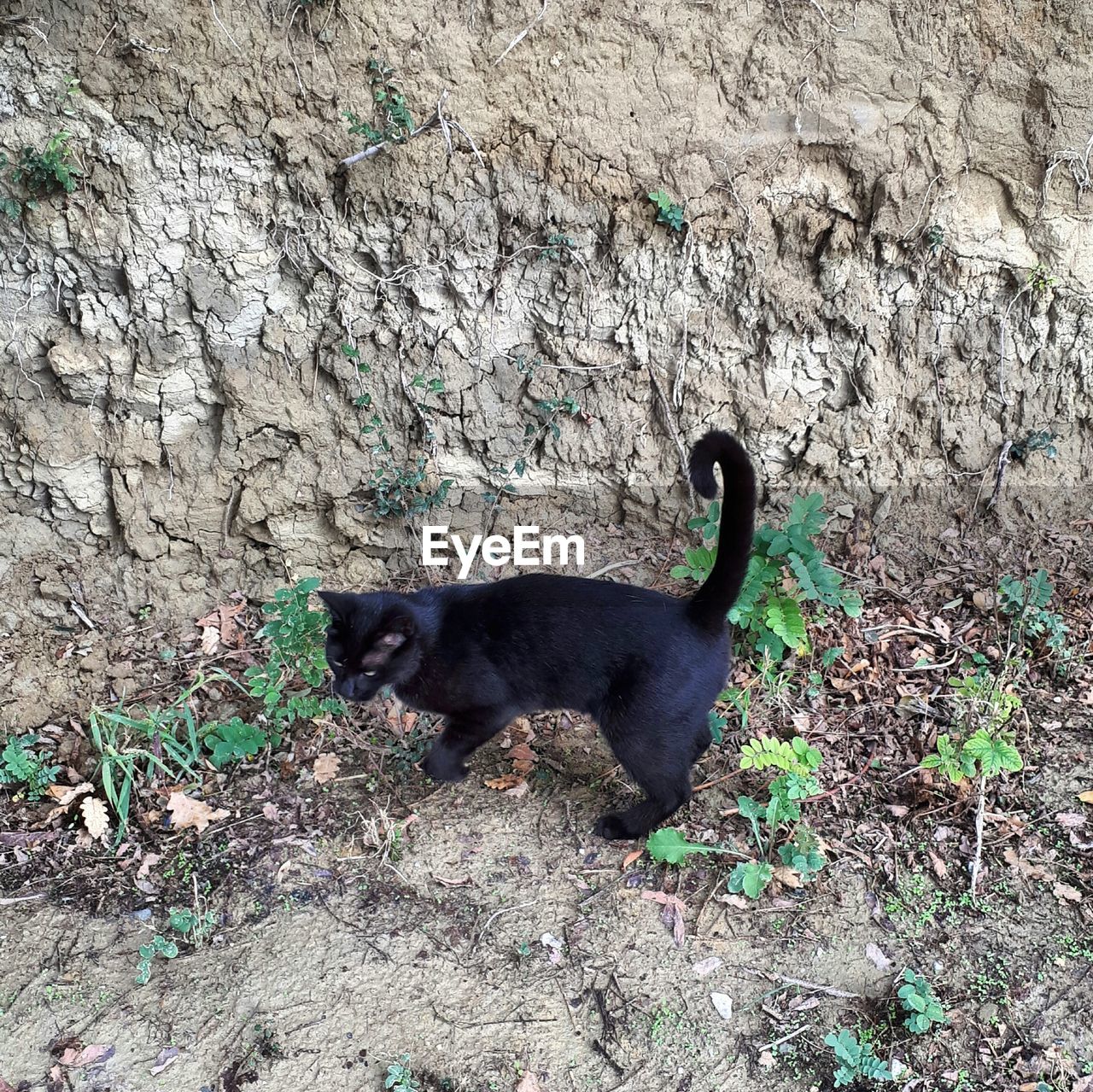 BLACK CAT ON GROUND