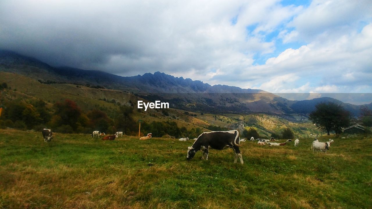COWS GRAZING ON FIELD AGAINST MOUNTAIN RANGE