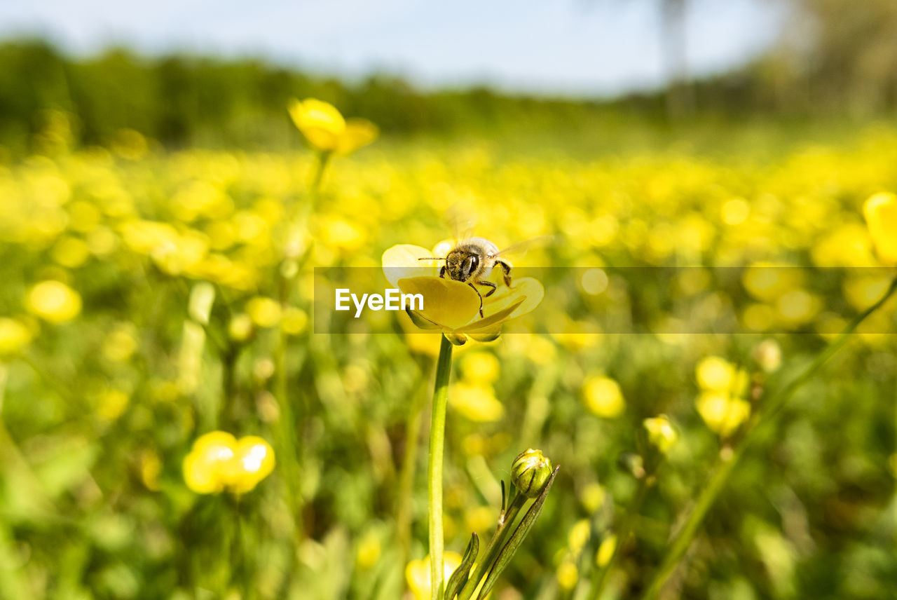 Bee on a yellow ranunculus flower