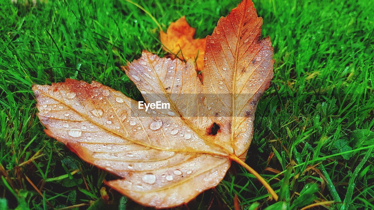 High angle view of water drops on leaf in field