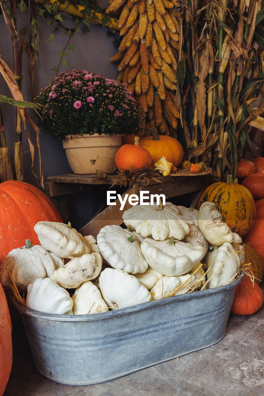 Big pumpkins and pattypan squash for outdoor decoration