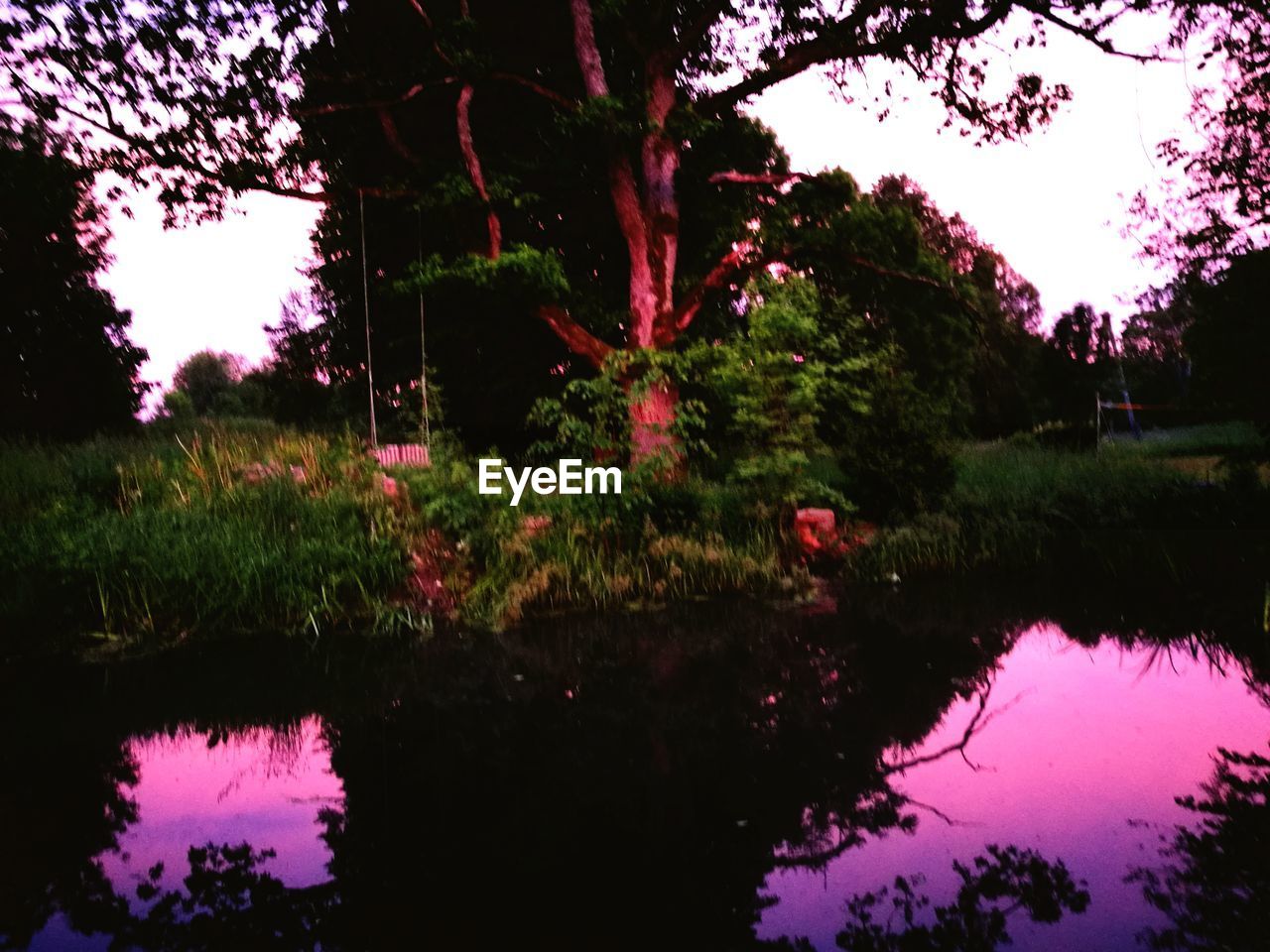 REFLECTION OF TREES ON LAKE