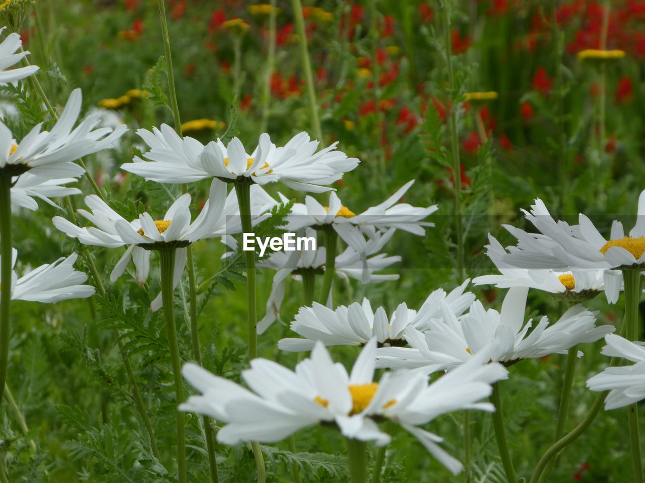 Close-up of white flowers blooming in field