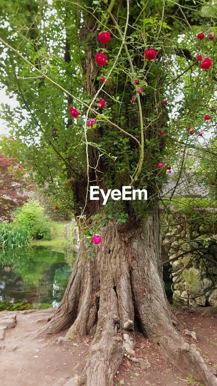 VIEW OF RED FLOWERING TREE