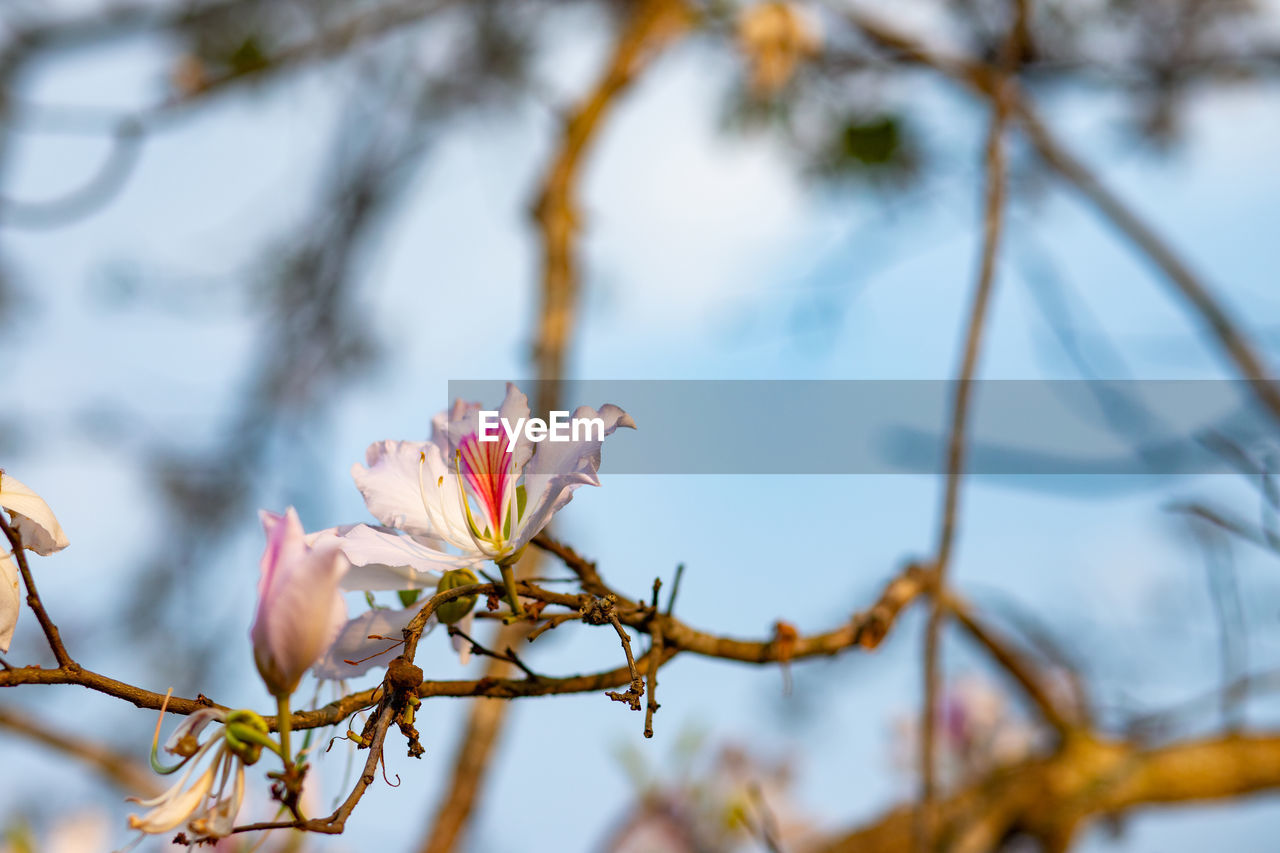 CLOSE-UP OF PINK CHERRY BLOSSOM ON BRANCH