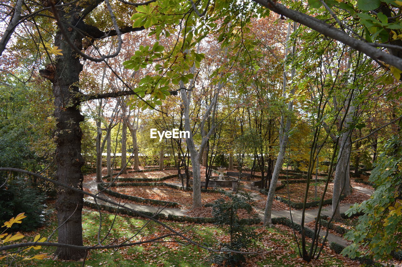 TREES GROWING IN FOREST