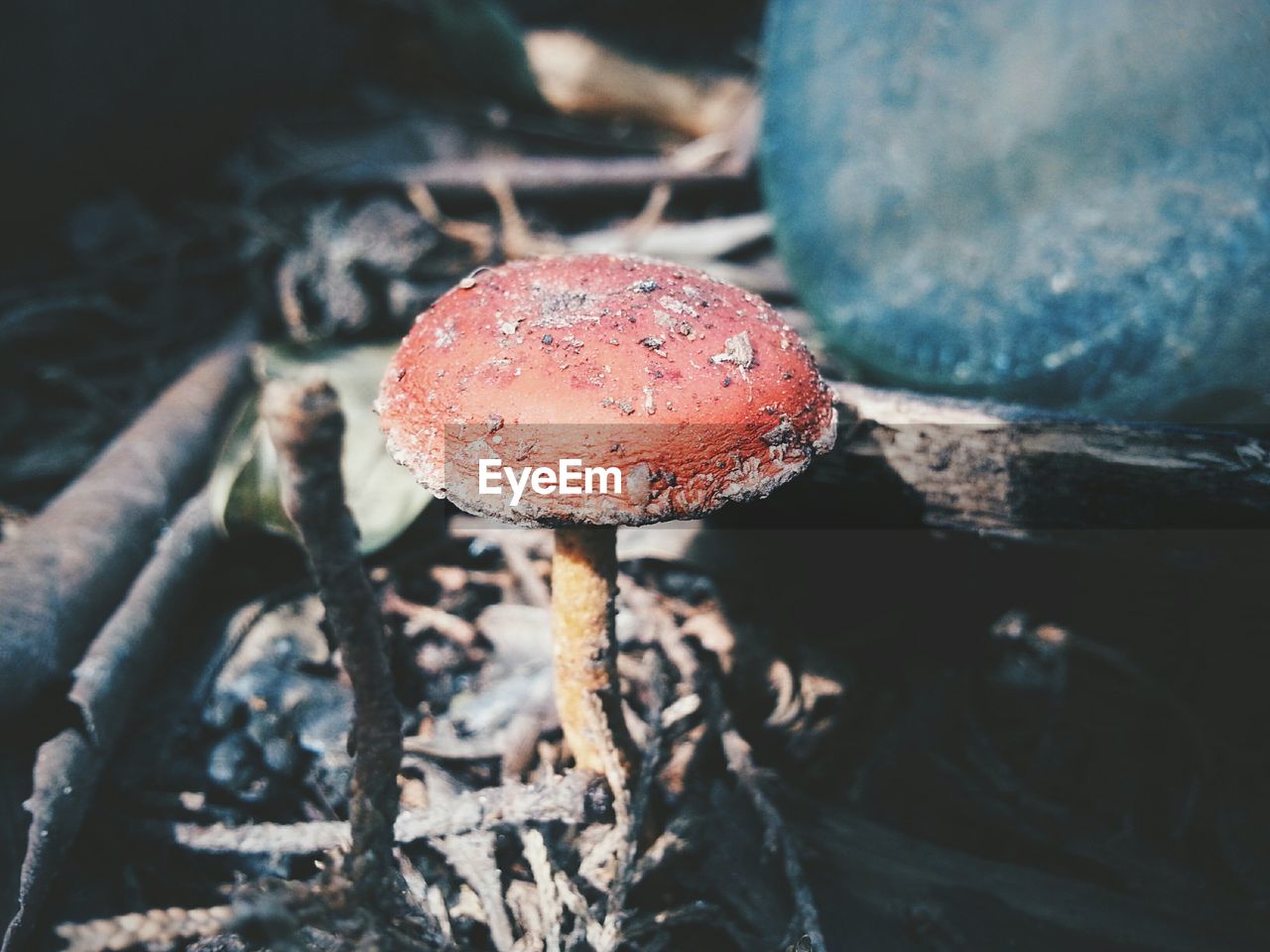 Detail shot of mushroom on ground