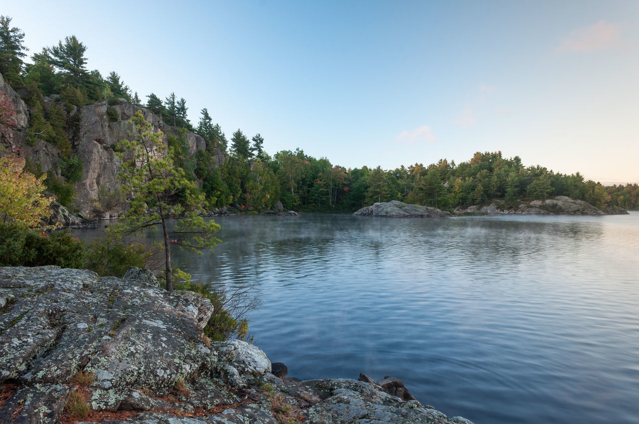 VIEW OF TREES AT RIVERBANK