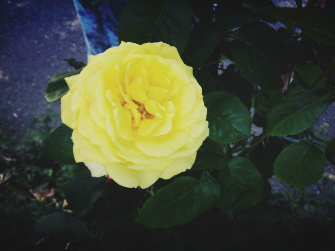 CLOSE-UP OF YELLOW ROSES