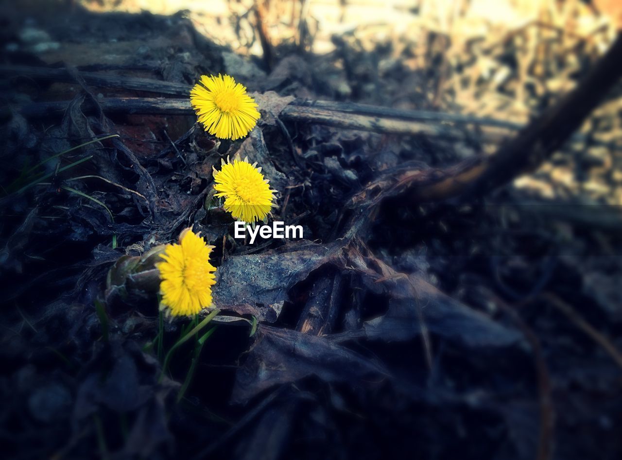 Close up of yellow flowers