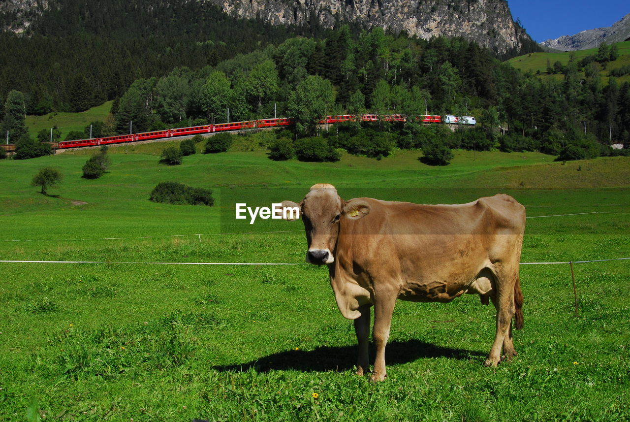 Train and cow in swiss countryside landscape