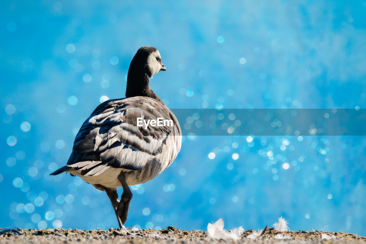 Goose on field