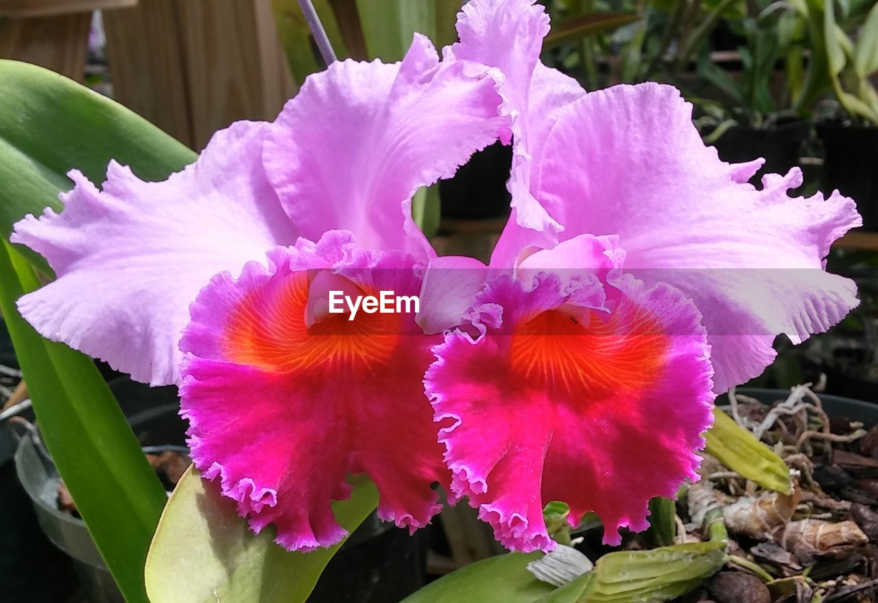 CLOSE-UP OF PURPLE FLOWERS