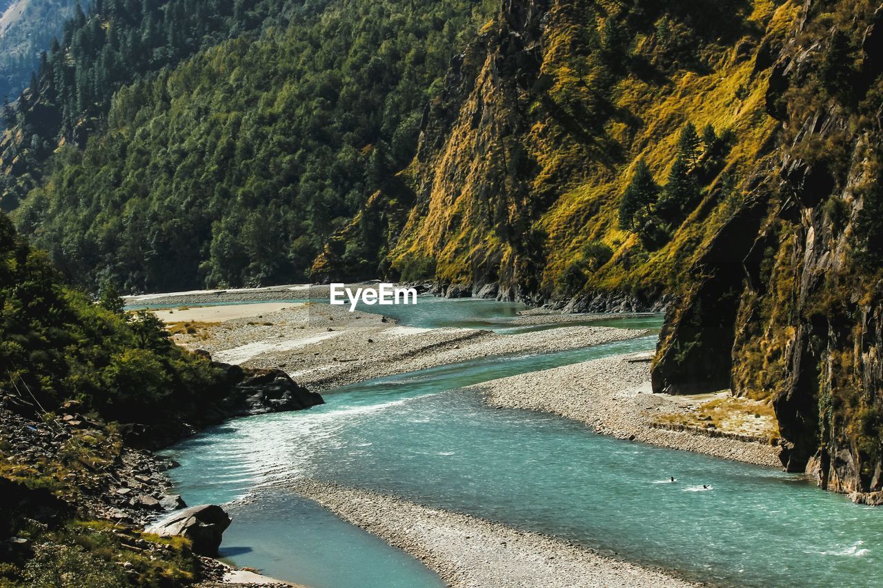 SCENIC VIEW OF TREES IN FOREST