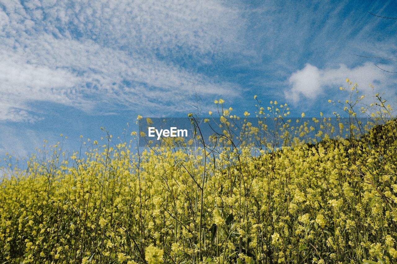 Yellow flowering plants on field against sky