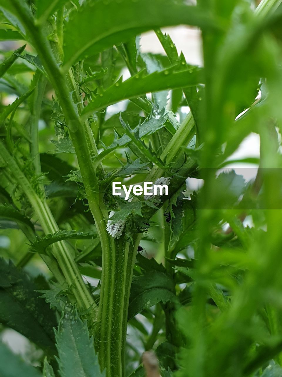 CLOSE-UP OF RAINDROPS ON GRASS