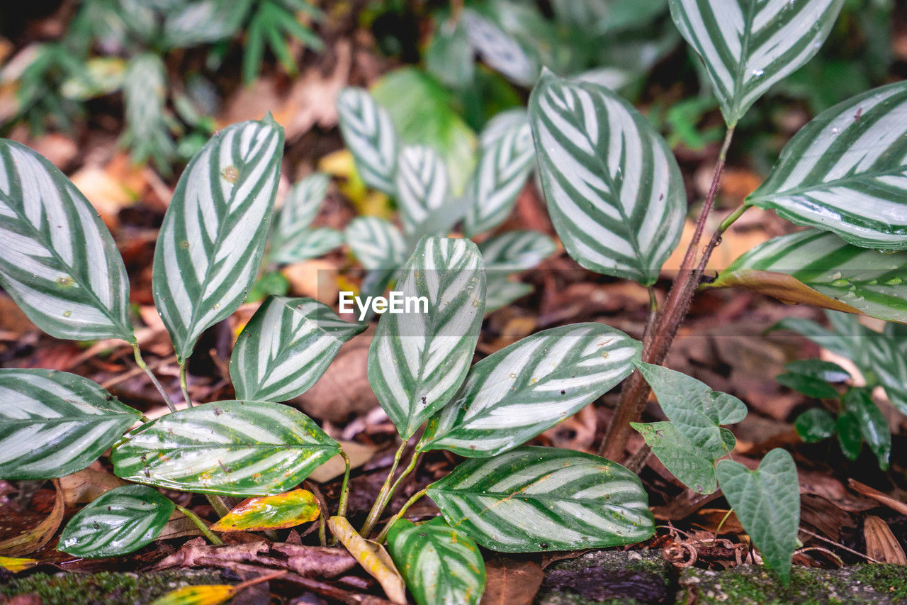 leaf, plant, plant part, green, nature, growth, flower, no people, beauty in nature, food, food and drink, close-up, shrub, tree, day, outdoors, land, high angle view, garden, freshness, field, focus on foreground