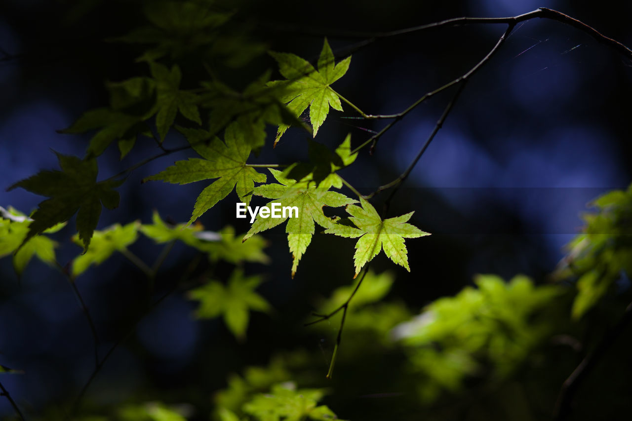 Close-up of japanese maple leaves on tree