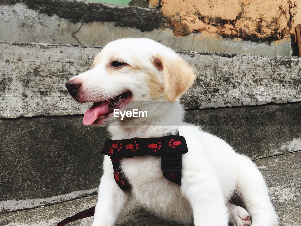 Close-up of dog looking away