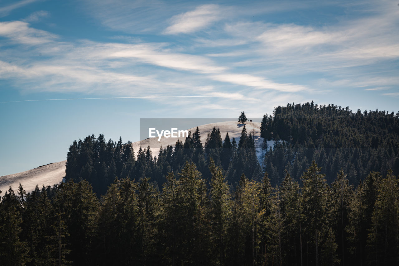 Scenic view of forest against sky