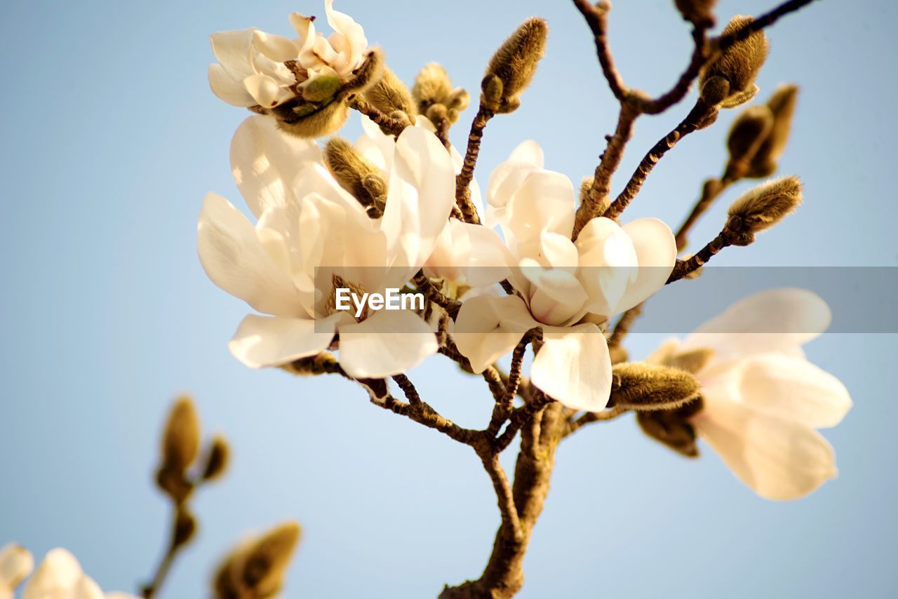 Low angle view of cherry blossoms against sky