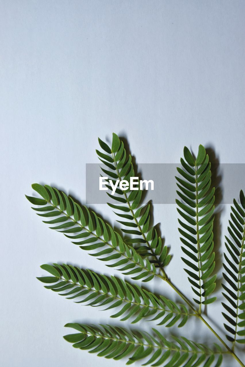 Close-up of palm tree leaves against white background