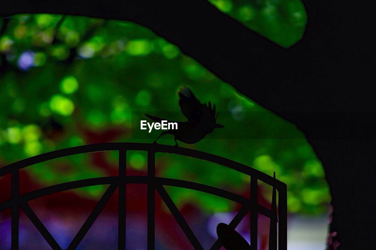 Silhouette bird perching on railing