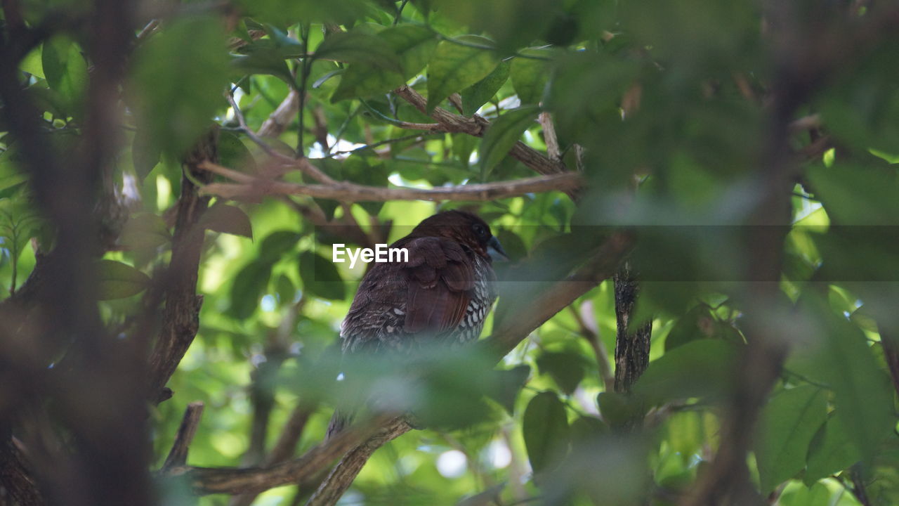 BIRD PERCHING ON BRANCH