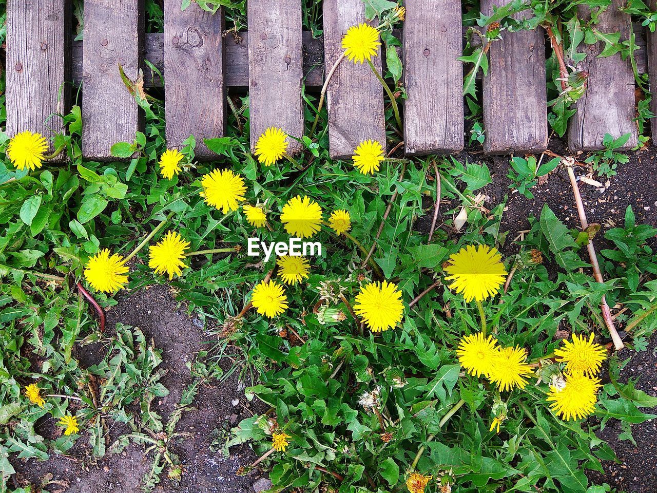 HIGH ANGLE VIEW OF YELLOW FLOWERS GROWING ON FIELD