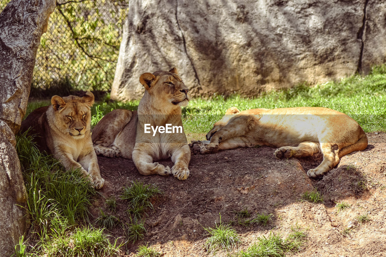 Lionesses with cub lying on field