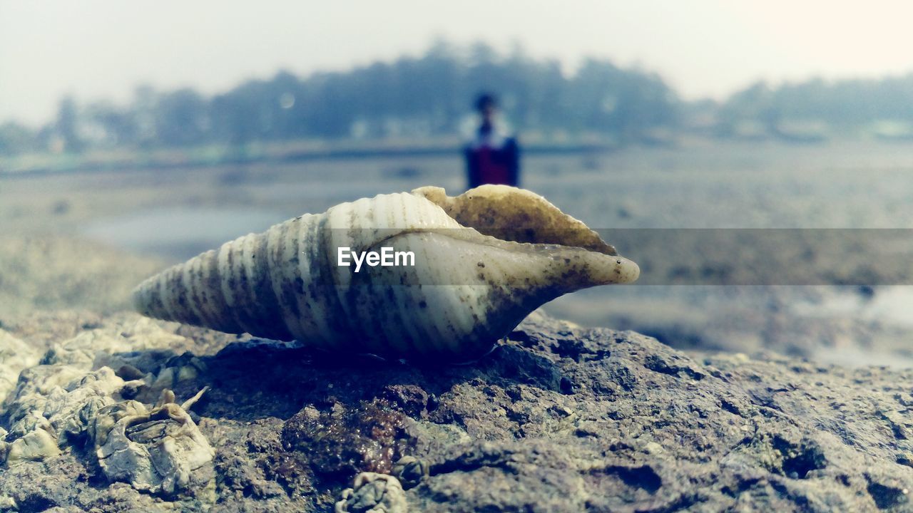 Shell on shore