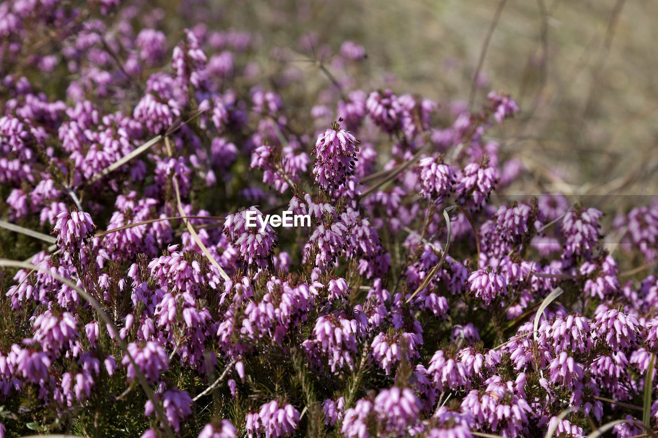 Erica carnea, winter heath on the meadow, samoborsko gorje, croatia