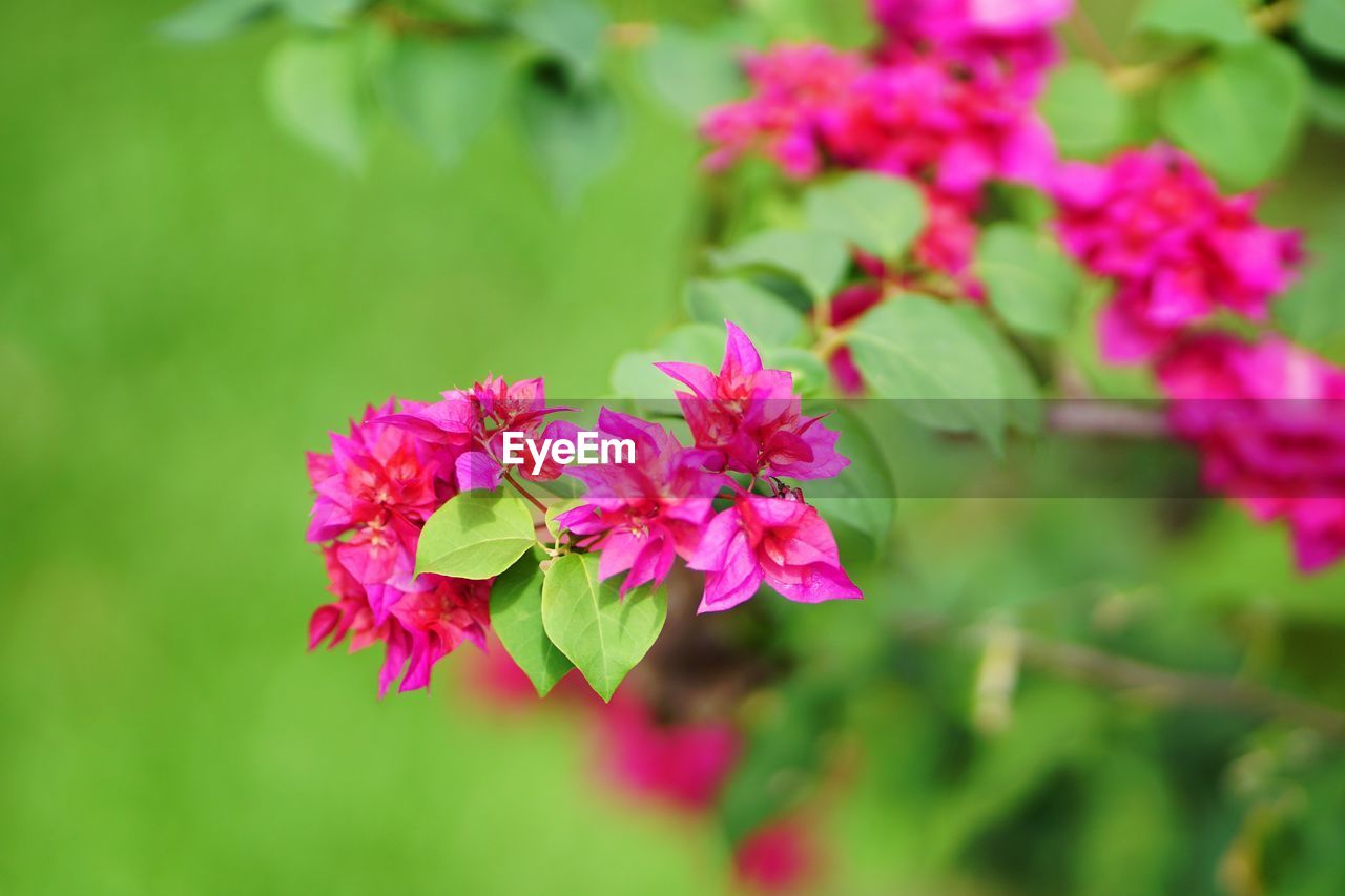 Close-up of pink flowering plant