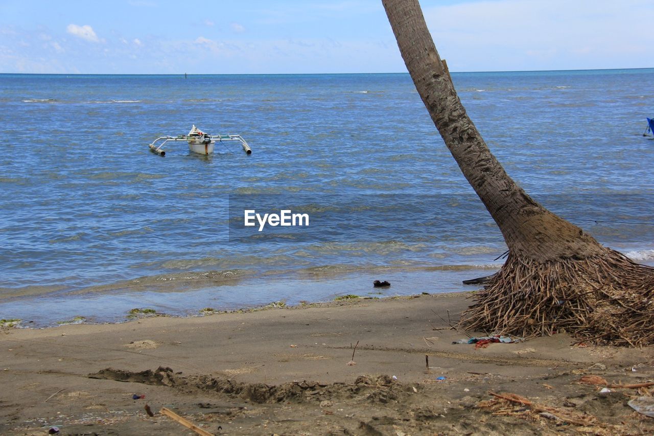 Coconut palm tree on beach with outrigger moored on sea in background