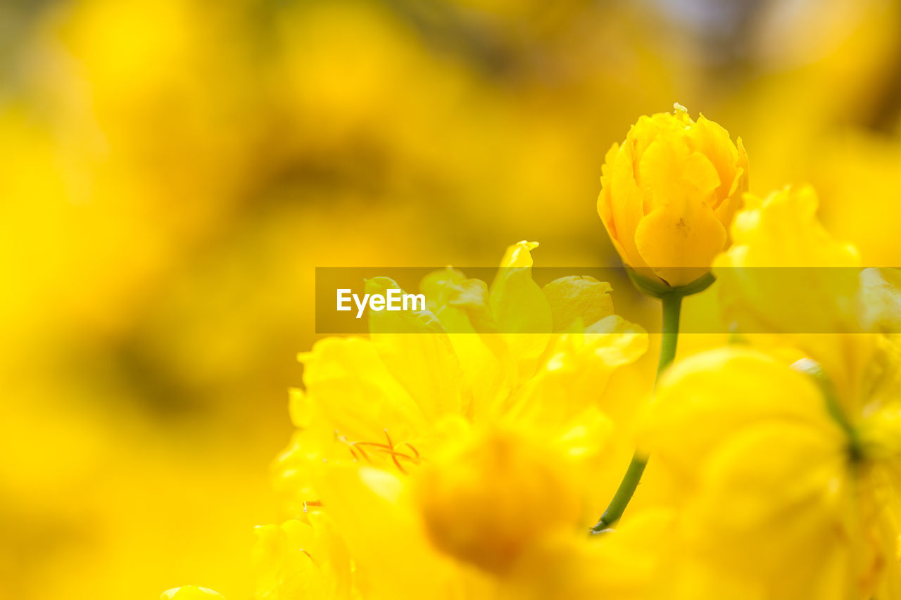 CLOSE-UP OF YELLOW FLOWERING PLANTS