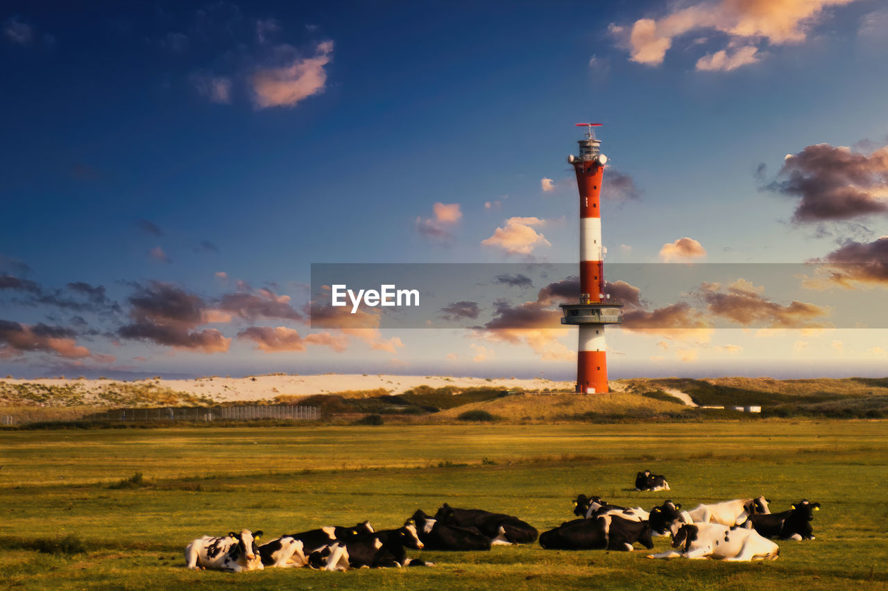 Lighthouse and cows in front of cloudy sky.