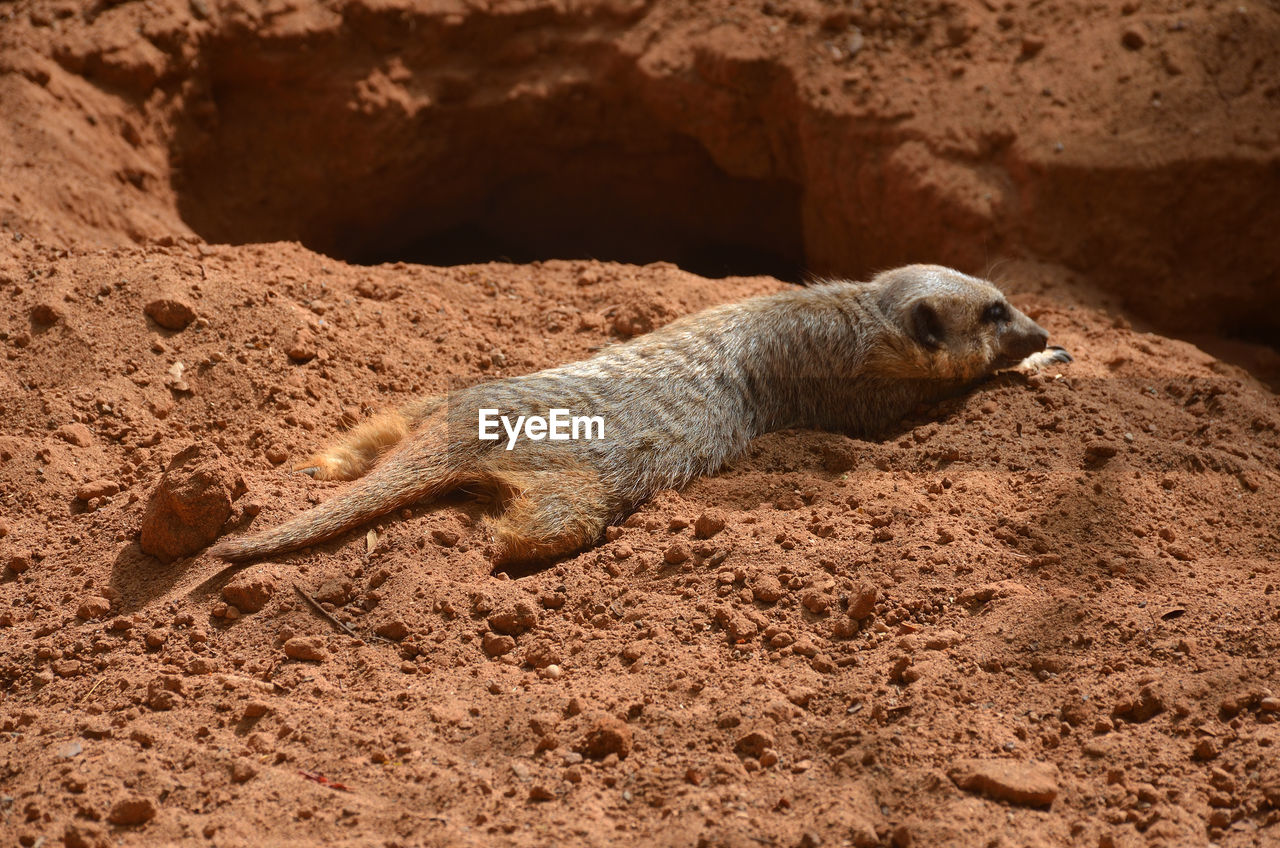Prairie dog relaxing in a funny way
