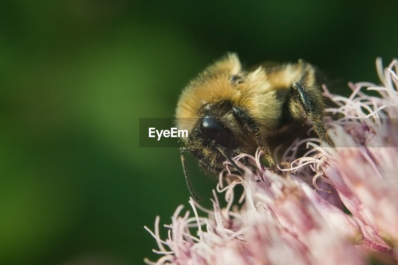 CLOSE-UP OF BEE POLLINATING ON FLOWER