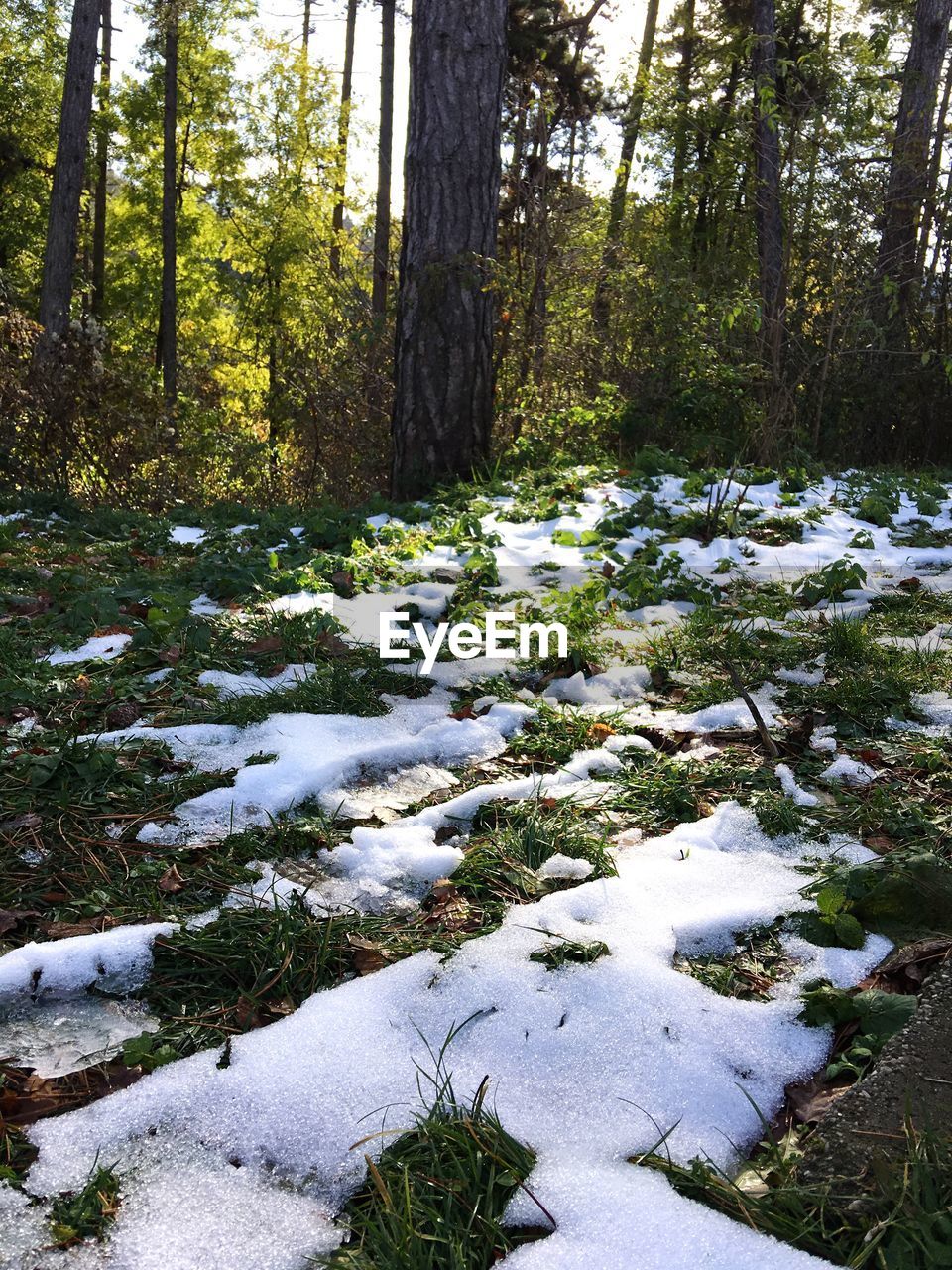 TREES IN SNOW COVERED FOREST