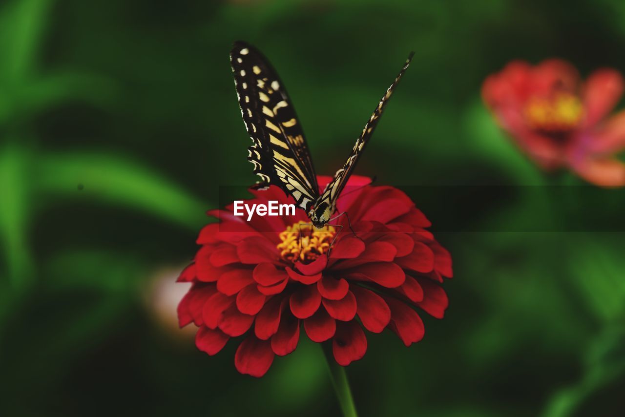 Close-up of butterfly pollinating on flower