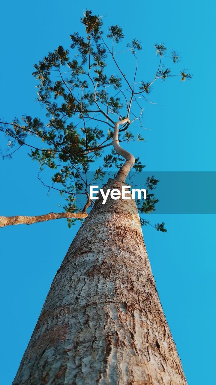 Low angle view of tree against blue sky