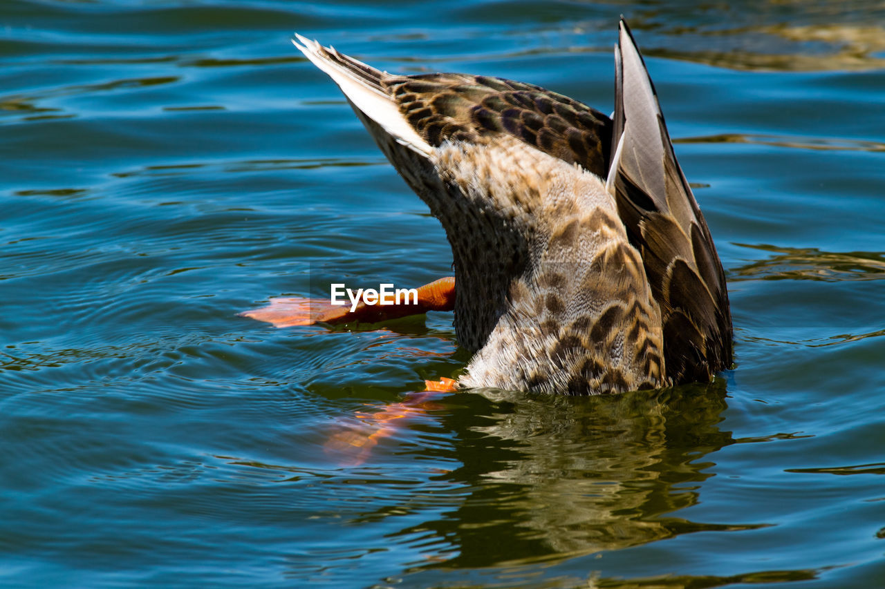 Duck foraging on lake