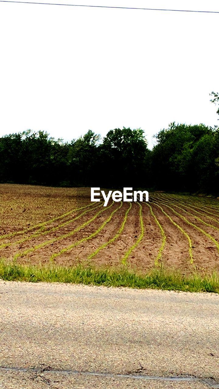 FIELD AGAINST CLEAR SKY