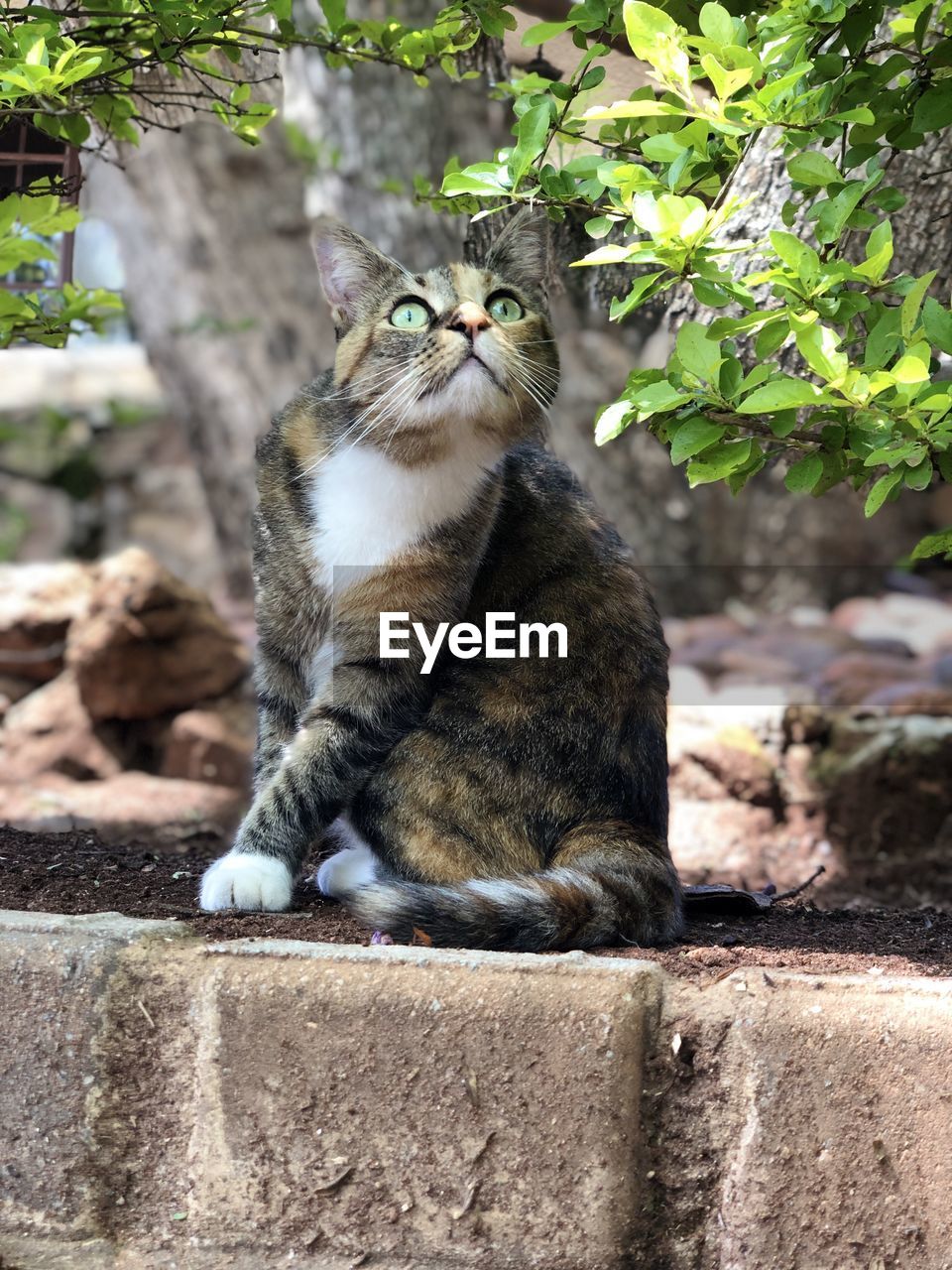 PORTRAIT OF A CAT LOOKING AWAY WHILE SITTING ON RETAINING WALL