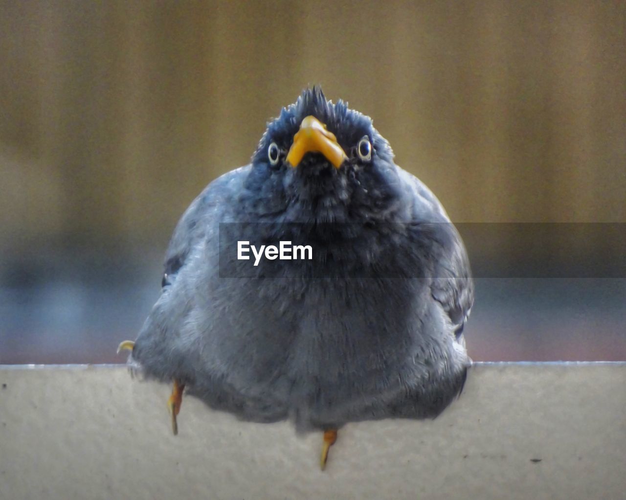 CLOSE-UP OF BIRD PERCHING ON GROUND