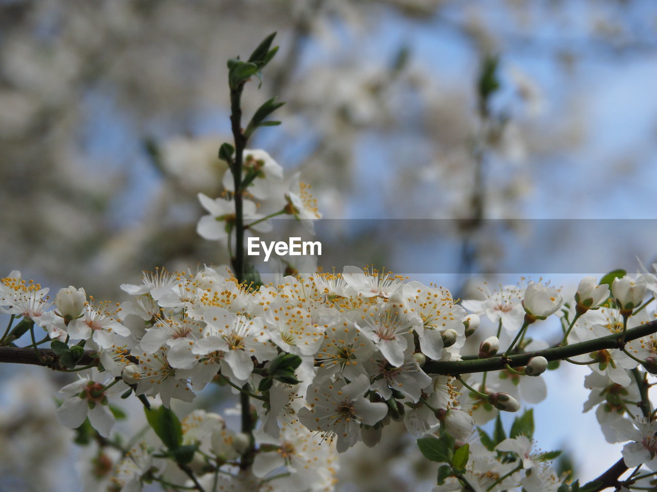 CLOSE-UP OF WHITE CHERRY BLOSSOMS ON BRANCH