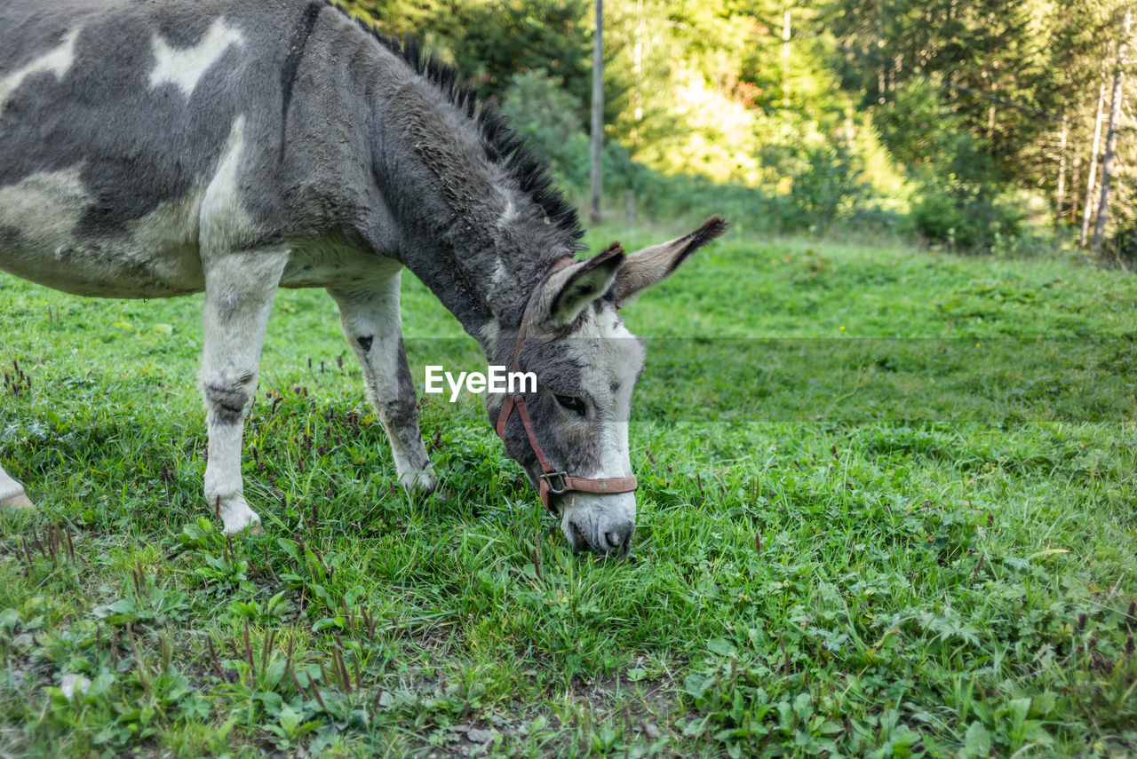 donkey grazing on field