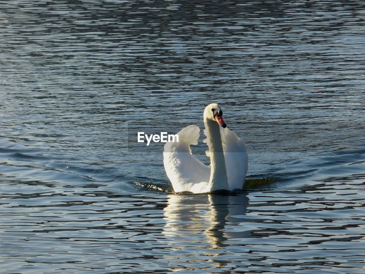 SWAN SWIMMING ON LAKE