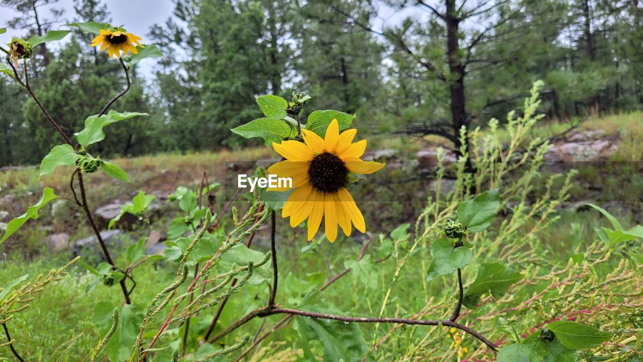 plant, flowering plant, flower, growth, beauty in nature, freshness, yellow, nature, meadow, fragility, flower head, prairie, inflorescence, petal, sunflower, green, land, wildflower, no people, day, tree, close-up, field, focus on foreground, outdoors, pollen, botany, springtime, grass